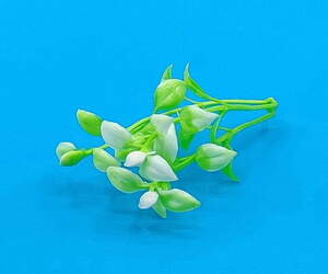 Гілочка зелені з білими кінчиками