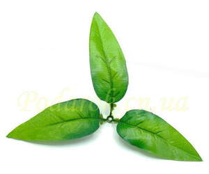 Листочок потрійний подовжений