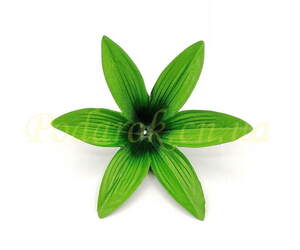 Листочок шестірной вузький