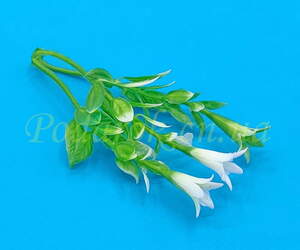 Гілочка весняних дзвіночків