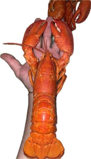 Лобстер (омар) 400/450