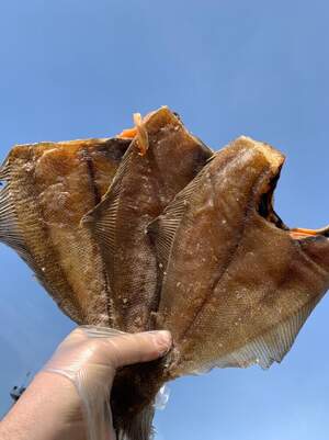 Камбала-йорж