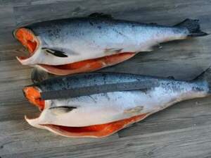 Кижуч с/м без голови патраний