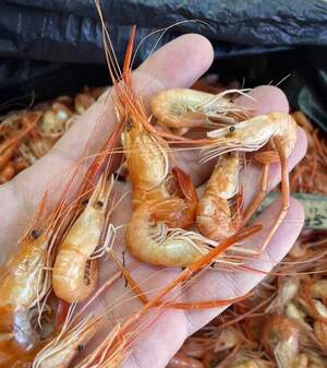 Креветка Розенберга Креветка Розенберга