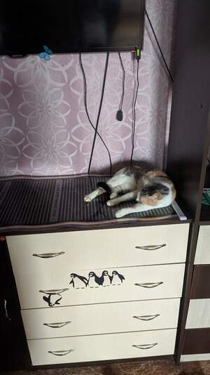 Термоковрик,Коврик электрический,инфракрасный,Обогреватель для цыплят