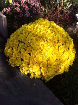 Хризантема мультифлора