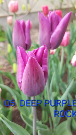 05 Deep Purple Rock