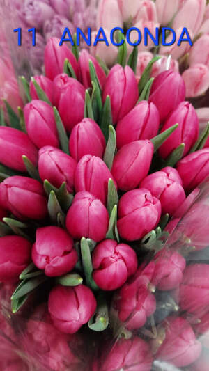 11 Anaconda