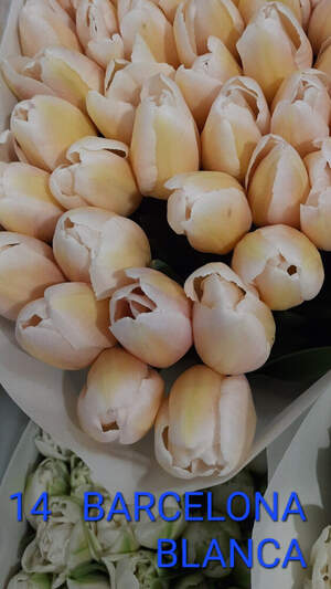 14 Barcelona Blanca