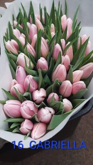 16 Gabriella