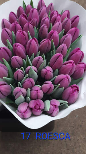 17 Roesca