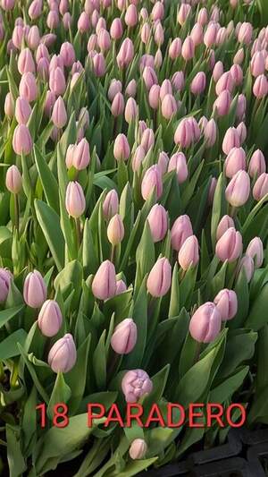 18 Paradero