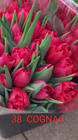38 Cognac