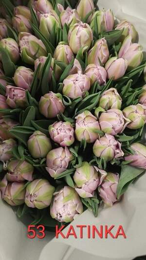 53 Katinka