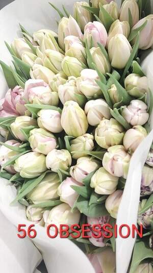 56 Obsession