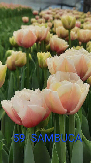 59 Sambuca