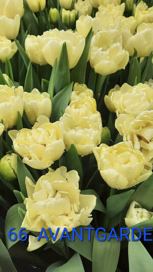 66 Avantgarde