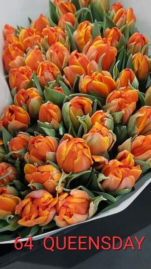 64 Queensday 64 Queensday