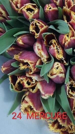 24 Mercure