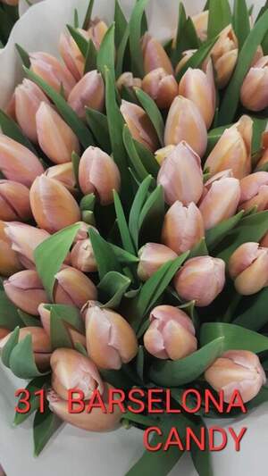 31 Barselona Candy