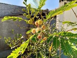 Леуцена світлоголовчаста Leucaena leucocephala Леуцена світлоголовчаста Leucaena leucocephala