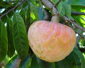 Аннона Ретикулата, (Annona reticulata) бичаче серце