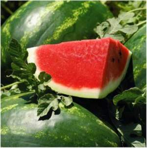 Арбуз Арашан (ВДЛ 5003) 1000 семян. (Syngenta) Арбуз Арашан (ВДЛ 5003) 1000 семян. (Syngenta)