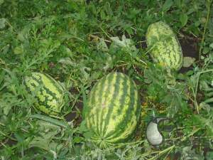 Арбуз Астрахан F1 1000 семян. (Syngenta)