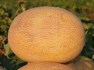Дыня Амал F1 1000 семян. (Clause) Дыня Амал F1 1000 семян. (Clause)