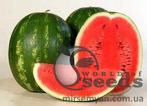 Арбуз Каристан 1000 семян. (Syngenta) Арбуз Каристан 1000 семян. (Syngenta)