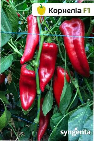 Перец  Корнелия F1 500 семян. (Syngenta) Перец  Корнелия F1 500 семян. (Syngenta)