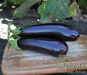 Баклажаны Эстелле F1. 100 семян. (Rijk Zwaan) Баклажаны Эстелле F1. 100 семян. (Rijk Zwaan)