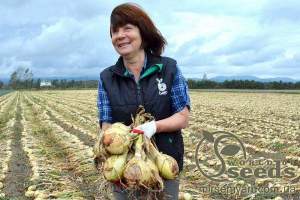 Лук Эксибишн 10 000 семян.  (Bejo) Лук Эксибишн 10 000 семян.  (Bejo)