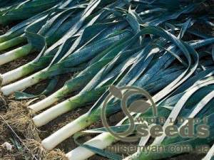 Лук порей Колумбус 10 000 семян.  (Bejo) Лук порей Колумбус 10 000 семян.  (Bejo)