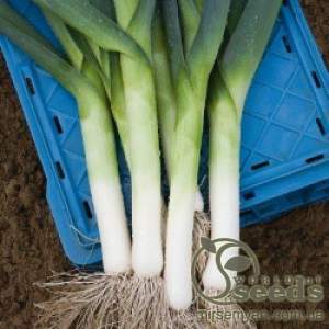 Лук порей Джампер F1 10 000 семян.  (Bejo) Лук порей Джампер F1 10 000 семян.  (Bejo)