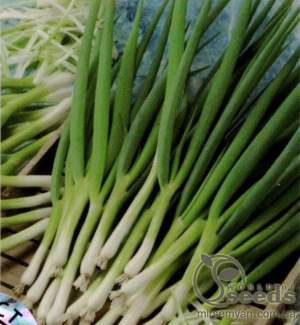 Лук Параде 250 000 семян.  (Bejo) Лук Параде 250 000 семян.  (Bejo)