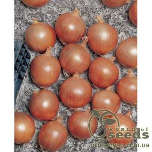 Лук Тамара F1 250 000 семян.  (Bejo) Лук Тамара F1 250 000 семян.  (Bejo)