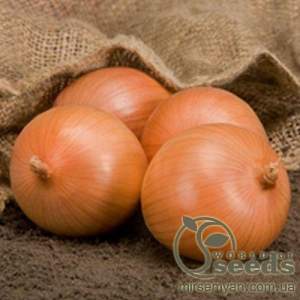 Лук Сафран F1 250 000 семян.  (Bejo) Лук Сафран F1 250 000 семян.  (Bejo)