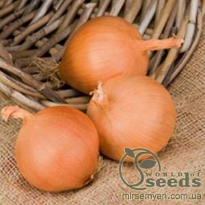 Лук Манас F1 250 000 семян.  (Bejo) Лук Манас F1 250 000 семян.  (Bejo)