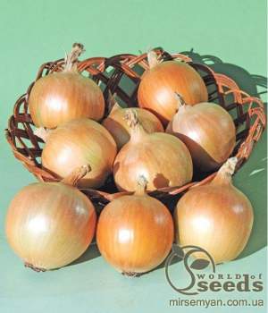 Лук Алонсо F1 250 000 семян.  (Bejo) Лук Алонсо F1 250 000 семян.  (Bejo)