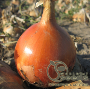 Лук Мелори (prime) F1 250 000 семян.  (Bejo) Лук Мелори (prime) F1 250 000 семян.  (Bejo)