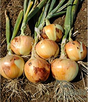 Лук Шерман F1 250 000 семян.  (Bejo) Лук Шерман F1 250 000 семян.  (Bejo)