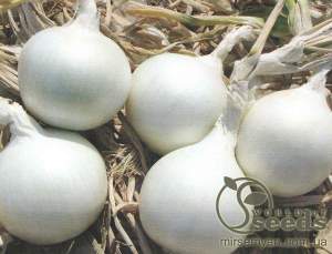 Лук Айсперл F1 250 000 семян. (Bejo) Лук Айсперл F1 250 000 семян. (Bejo)