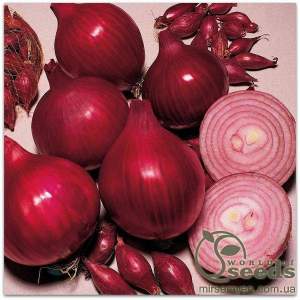 Лук Ред Барон 10 000 семян. (Bejo) Лук Ред Барон 10 000 семян. (Bejo)