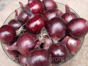 Лук Робин 250 000 семян. (Bejo) Лук Робин 250 000 семян. (Bejo)