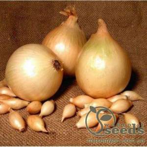 Лук Радар 250 000 семян. (Bejo)