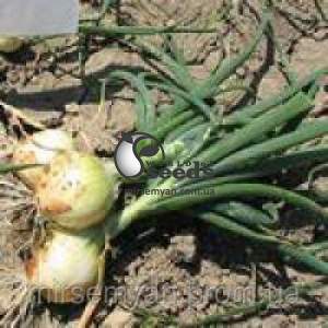 Лук Сибирь 250 000 семян. (Bejo) Лук Сибирь 250 000 семян. (Bejo)