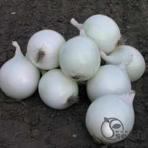 Лук Комета F1 100 000 семян. (Nunhems) Лук Комета F1 100 000 семян. (Nunhems)