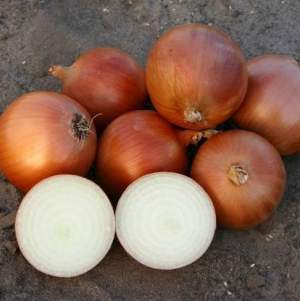 Лук Пандеро 100 000 семян. (Nunhems) Лук Пандеро 100 000 семян. (Nunhems)