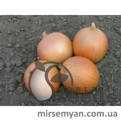 Лук Сабросо F1 100 000 семян. (Nunhems) Лук Сабросо F1 100 000 семян. (Nunhems)